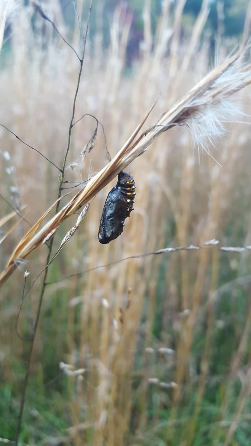 Fall Transformations